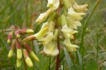 Astragalus frigidus